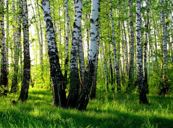 Лето фотопейзажи Сергея Краева