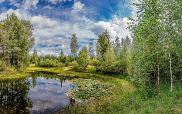 Березовая роща Кисловодск