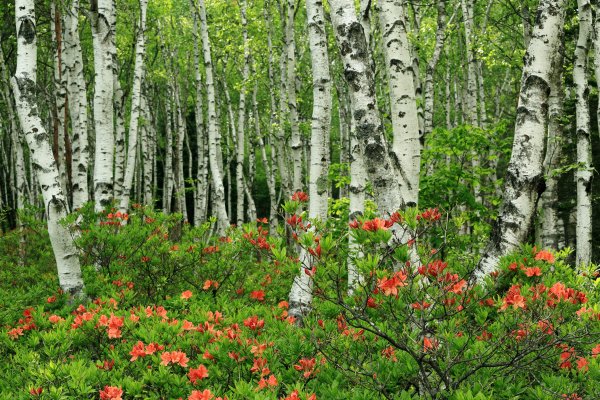 Карелия пейзажи на телефон