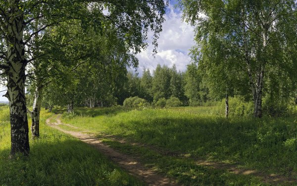 Лесное озеро в Канаде