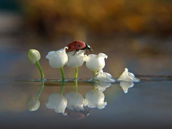 Удивительная Живая природа