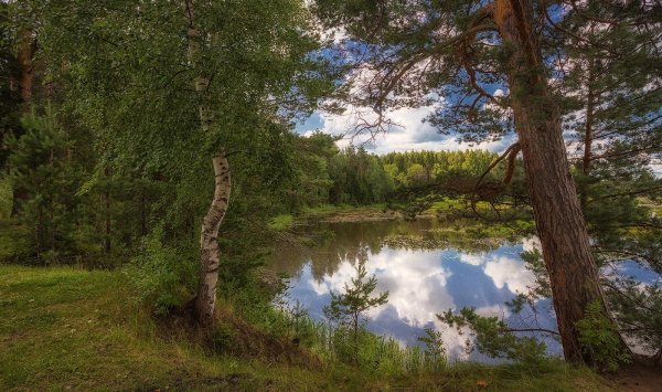 Леса Костромы и Костромской области