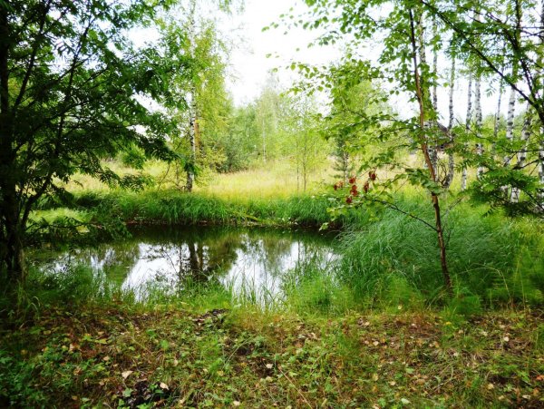 Костромской район природа
