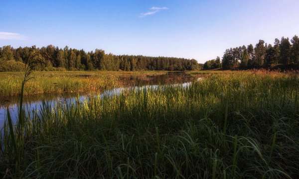 Река Костромка Костромской области