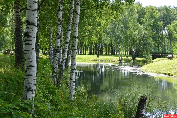Берёза Костромская область