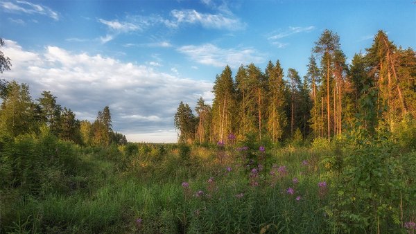 Лес Костромская область