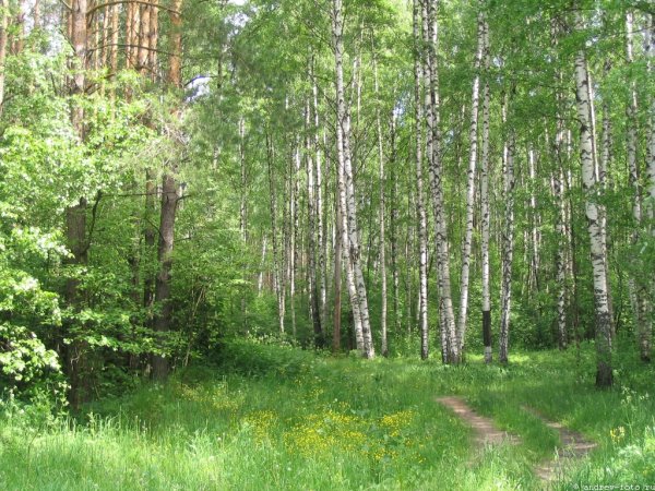 Леса Костромской области