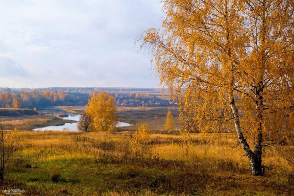 Нерехта Золотая осень Нерехта