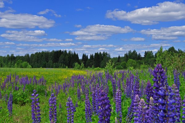 Пейзажи Костромской области