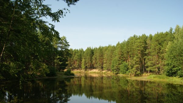 Кологривский лес заповедник