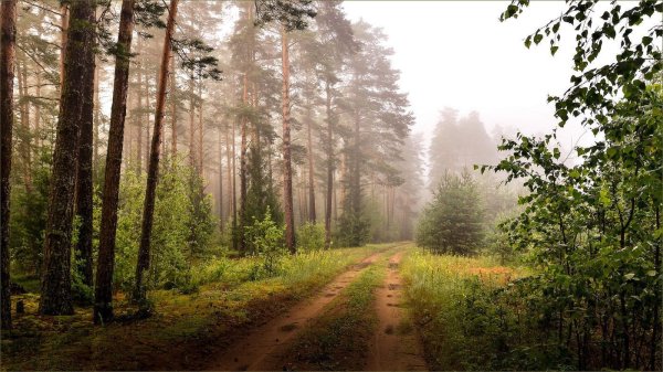 Природа лес Беларусь