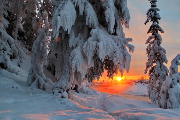 Сказочно красивый зимний лес