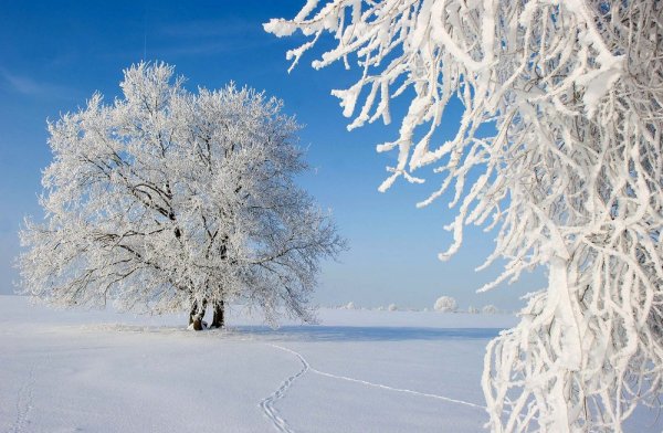 Красота зимы