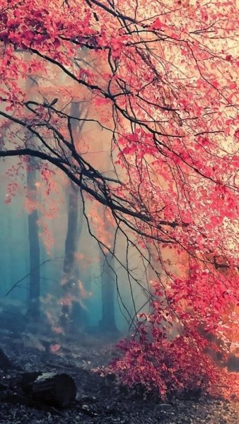 Лето природа