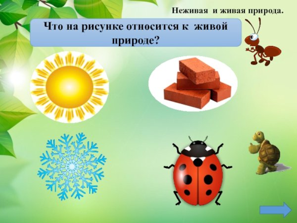 Живая неживая природа и рукотворный мир