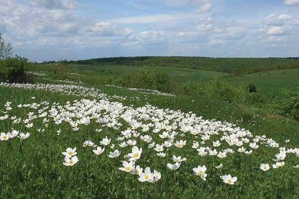 Острый Борок Сторожевое гора