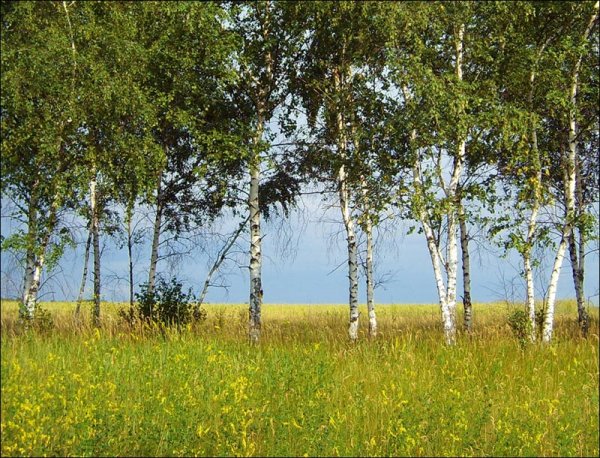 Лиски Воронеж заповедник Дивногорье