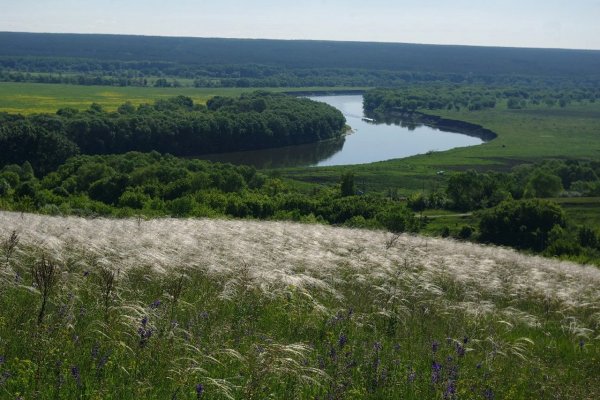 Разнотравье лугов Брянской области Брянской области