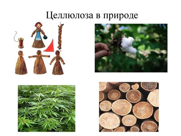 Целлюлоза в природе
