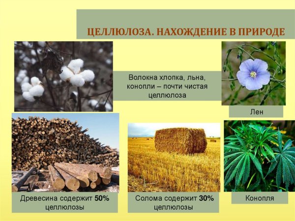 Нахождение в природе целлюлозы