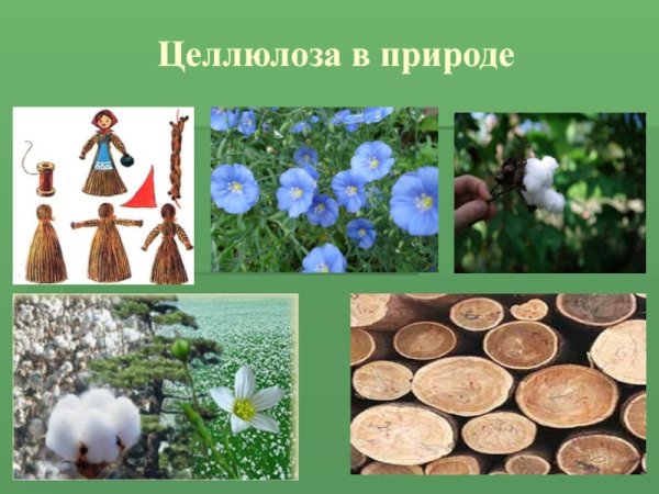 Нахождение в природе целлюлозы