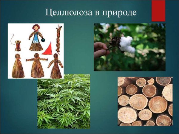 Целлюлоза в природе встречается