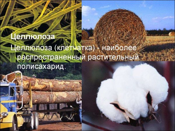 Нахождение в природе целлюлозы