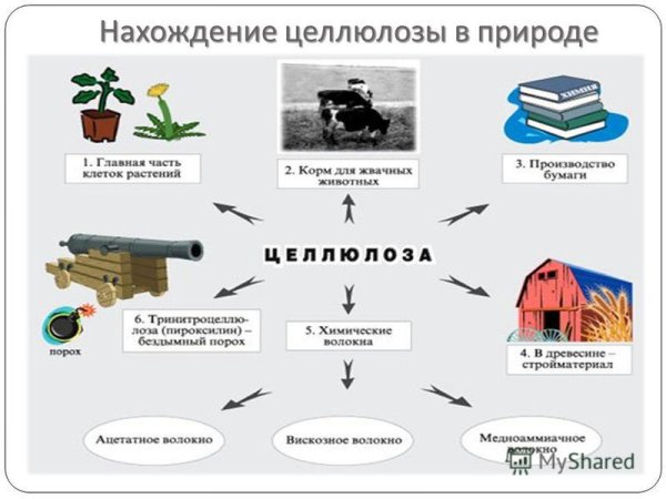 Целлюлоза в природе