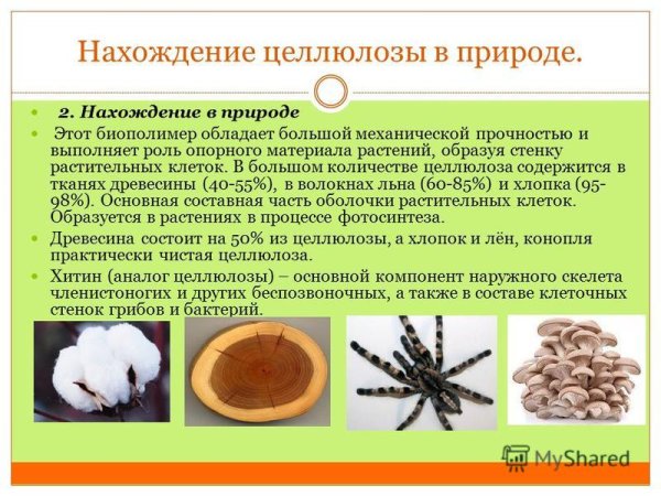 Нахождение в природе целлюлозы