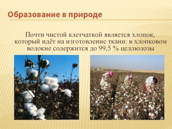 Образование целлюлозы в природе