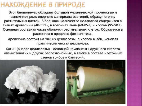 Целлюлоза или клетчатка