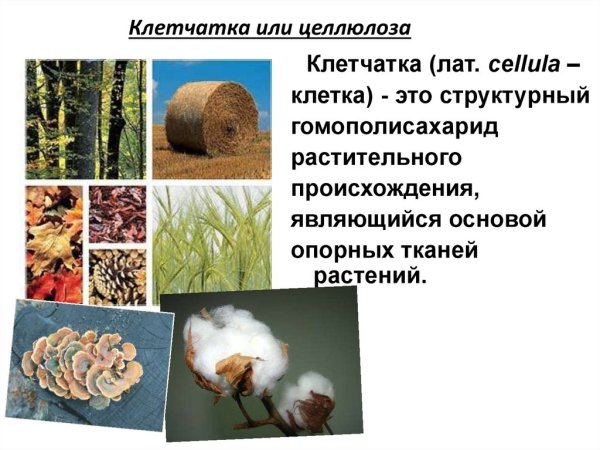 Крахмал и Целлюлоза в природе