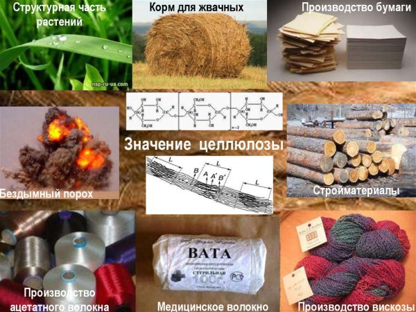 Полисахариды крахмал и Целлюлоза