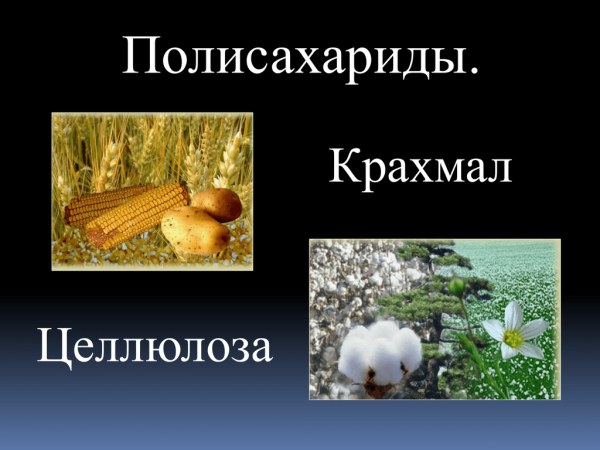 Целлюлоза в древесине