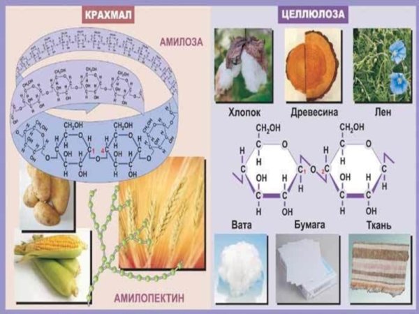 Полисахарид в растительной клетке: целлюлоз