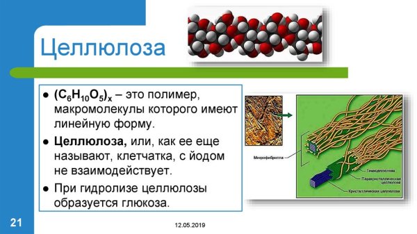 Функции целлюлозы в организме