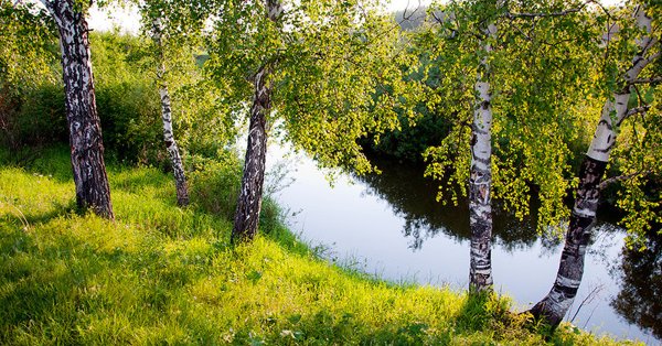 Природа Россия Родина река березы