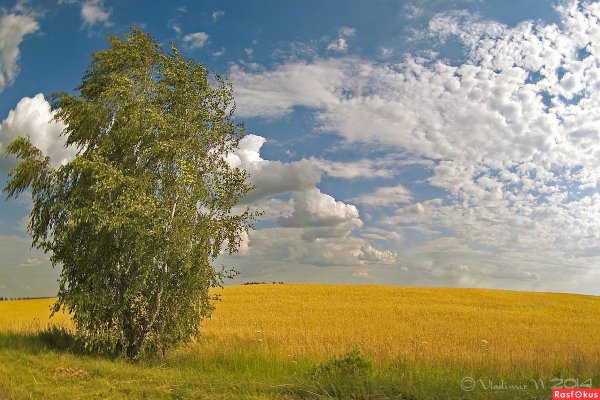 Россия Раздолье березы