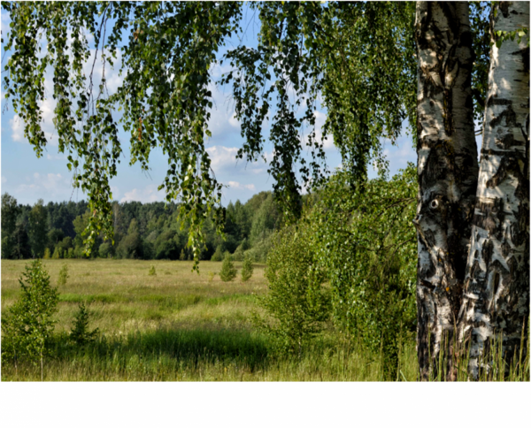Алтайский край лес поле