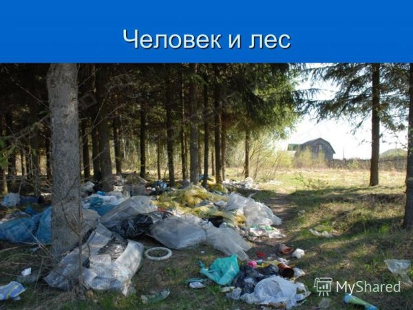 Влияние человека на природу