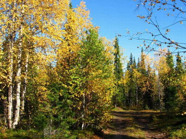 Осень в Республике Коми