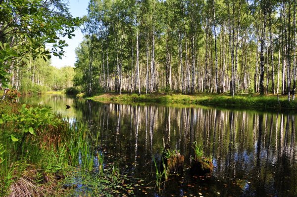 Вознесенское Нижегородской области пруд
