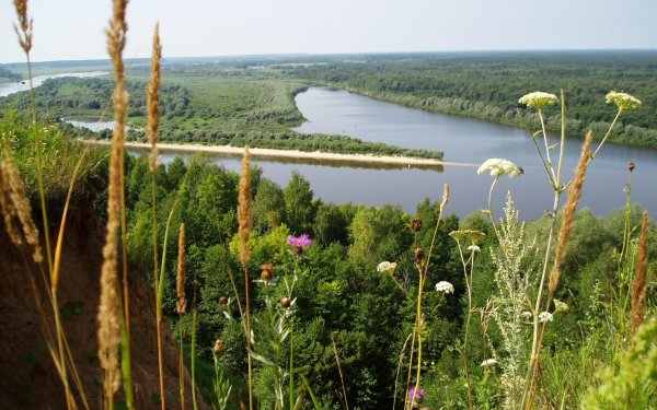 Заповедник Березовая роща Нижний Новгород