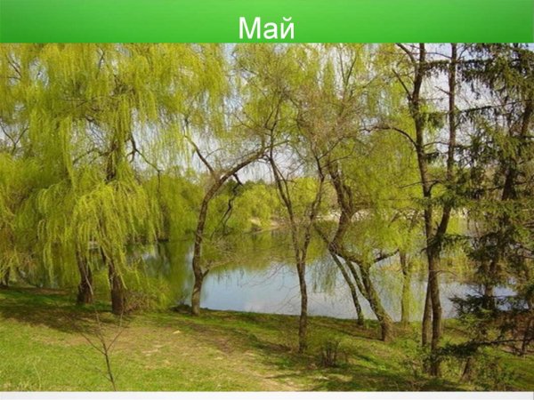 Картинка май для детей природа