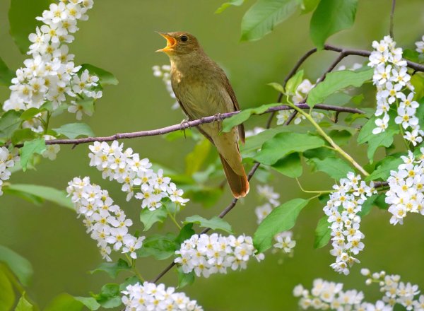 Весна природа оживает