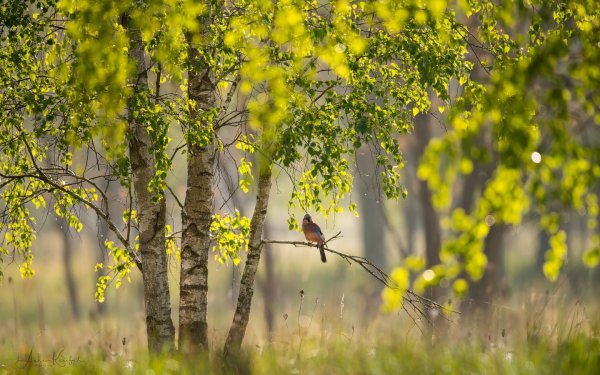 Весенний пейзаж цветными карандашами