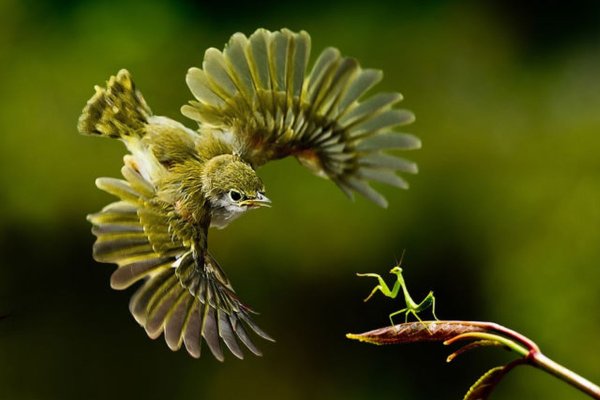 Природа красивая необычная