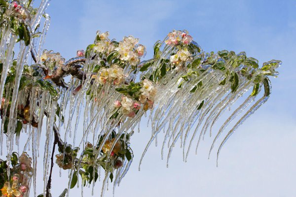 Лес под водой