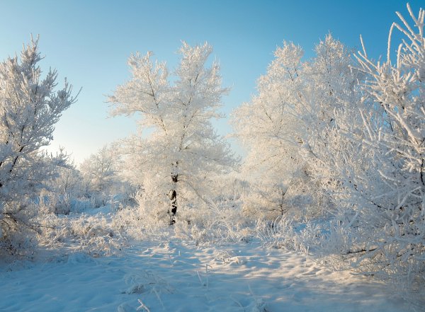 Снежные деревья