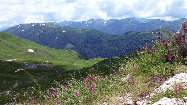 Хакасия высокогорные субальпийские Луга